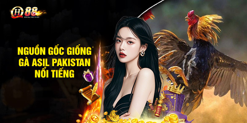 Nguồn gốc giống gà Asil Pakistan nổi tiếng